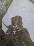 Regenboogelrits  Rainbowshiner, Dieren en Toebehoren, Vissen | Vijvervissen