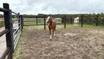 Knappe pony, Merrie, Onbeleerd, 3 tot 6 jaar