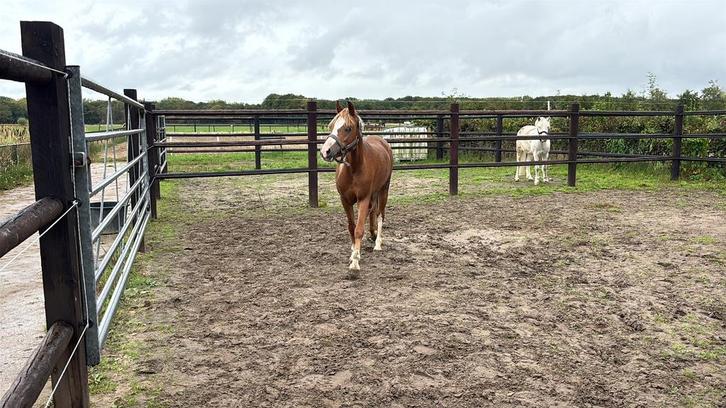 Knappe pony, Dieren en Toebehoren, Pony's, Merrie, Onbeleerd, 3 tot 6 jaar