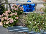 Gratis tuinplanten, Ophalen, Zomer, Overige soorten, Volle zon