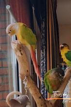 Pyrrhura pop Tekoop, 2 ringen om. Ruim 2 jaren oud., Vrouwelijk, Parkiet, Geringd