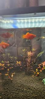 Platy, Dieren en Toebehoren, Vis