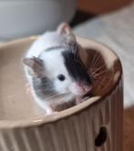 Kleurmuis muizen man vrouw bont gevlekt koetje zwart/wit, Muis, Januari, Meerdere dieren, Tam