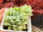 Echeveria elegans mostruosa/pot 9cm/vetplant/succulent, Ophalen of Verzenden, Overige soorten, Minder dan 100 cm