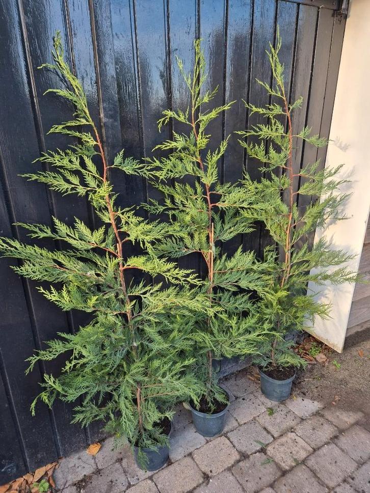 Leylandii coniferen 125-150 cm potgekweekt ruime voorraad!, Tuin en Terras, Planten | Struiken en Hagen, Haag, Conifeer, 100 tot 250 cm