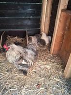 Kippen Zijdehoenders, Dieren en Toebehoren, Pluimvee, Vrouwelijk, Kip