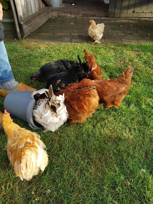 Mooie leghennen en haantjes !, Dieren en Toebehoren, Pluimvee, Kip, Meerdere dieren