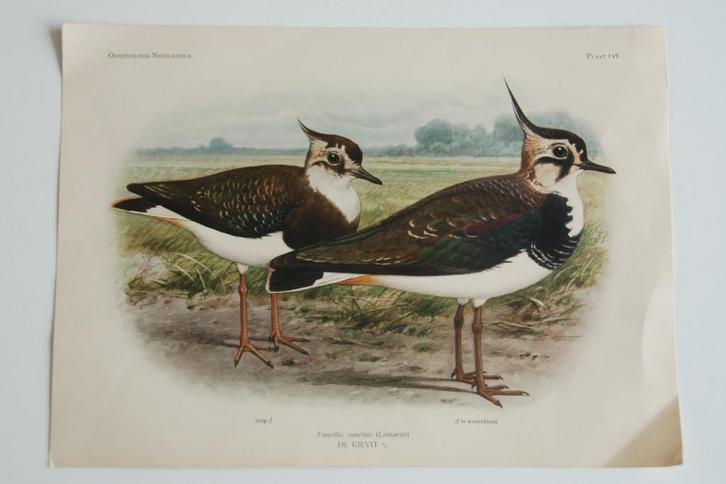 3 Ornithologia Neerlandica litho's Koekkoek 1930 schoolplaat, Antiek en Kunst, Antiek | Schoolplaten, Natuur en Biologie, Ophalen of Verzenden
