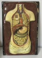 antiek half relief anatomische menselijke torso heel klein !, Antiek en Kunst, Verzenden