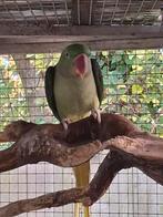 Grote alexander parkiet pop, Dieren en Toebehoren, Vrouwelijk, Parkiet, Geringd