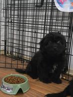 Lieve puppy zoekt een warm huisje, 8 tot 15 weken, Meerdere, Meerdere dieren, Nederland