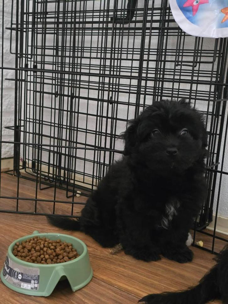 Lieve puppy zoekt een warm huisje, Dieren en Toebehoren, Honden | Dekreuen, Meerdere dieren, Particulier, Meerdere, Nederland