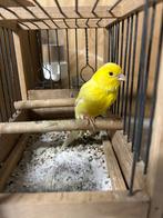 Mooie zanglustige Waterslager man, Mannelijk, Zangkanarie