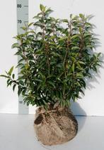 Portugese laurier prunus lusitanica, Tuin en Terras, Planten | Struiken en Hagen, Ophalen of Verzenden, Laurier, Struik, Minder dan 100 cm