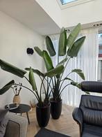 Grote Strelitzia Nicolai 270cm, Ophalen, Overige soorten
