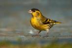 sijs europeese 2022 man, Dieren en Toebehoren, Mannelijk, Wildzangvogel, Geringd