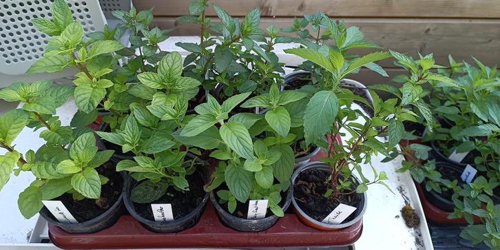 28 soorten munt met verschillende geur en smaak, Tuin en Terras, Planten | Tuinplanten, Vaste plant, Kruiden, Halfschaduw, Zomer