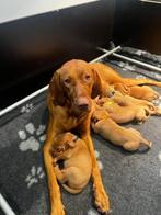 Hongaarse Vizsla pup  te koop GERESERVEERD, Overige rassen, CDV (hondenziekte), 8 tot 15 weken, Meerdere