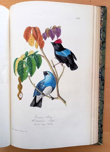 Le Muséum d’Histoire Naturelle 1854 flora en fauna beschikbaar voor biedingen