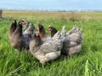 Bleu de Lande kippen., Dieren en Toebehoren, Pluimvee, Vrouwelijk, Kip