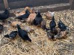 Krielkip kuikens baardkriel x serama, Dieren en Toebehoren, Meerdere dieren, Kip