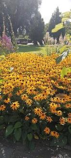 Rudbeckia vaste plant (Zonnehoed), Ophalen, Zomer, Overige soorten, Volle zon