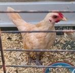 Sebright haan., Dieren en Toebehoren, Pluimvee, Mannelijk, Kip