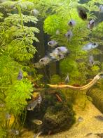 Jonge blauwe acaras, Dieren en Toebehoren, Vissen | Aquariumvissen, Vis