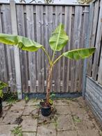 Musa Dajiao grote bananen plant, Ophalen, Overige soorten, Volle zon, In pot