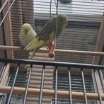 Parkieten, Dieren en Toebehoren, Vogels | Kanaries, Meerdere dieren, Zangkanarie