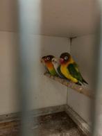 Koppel fischeri en losse agepornis, Dieren en Toebehoren, Vogels | Parkieten en Papegaaien, Meerdere dieren, Dwergpapegaai of Agapornis