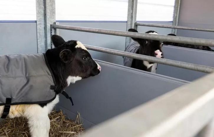 Mobiele kalverhut te koop – fris & flexibel, Dieren en Toebehoren, Overige Dieren-accessoires, Nieuw, Verzenden