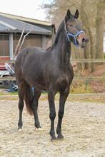 Grotere Pony's en welsh -A pony`s, Dieren en Toebehoren, Pony's, E pony (1.48m - 1.57m), Met stamboom, Dressuurpony, Niet van toepassing