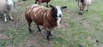 Te koop bonte ram 1,5 jaar oud, Dieren en Toebehoren, Schapen, Geiten en Varkens, Mannelijk, Schaap, 0 tot 2 jaar