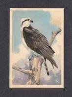 Roofvogel Visarend (11)., Ophalen of Verzenden, 1960 tot 1980, Vogel