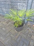 Palmpje Wagnerianus - Winterhard, Ophalen of Verzenden