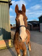 KWPN Tuiger, Dieren en Toebehoren, Paarden, Gechipt, Ruin, 11 jaar of ouder, 160 tot 165 cm