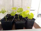 Surinaamse groenten planten en peper, Tuin en Terras, Ophalen, Volle zon, Groenteplanten, Eenjarig