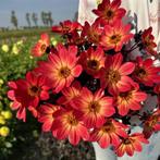 Dahlia zaden HS Flame, Tuin en Terras, Ophalen of Verzenden, Volle zon
