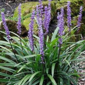Leliegras / Liriope Muscari paars bloeiend +/- 30 cm stekken beschikbaar voor biedingen