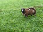 Bonte  schapen, Dieren en Toebehoren, Schapen, Geiten en Varkens, Mannelijk, Schaap