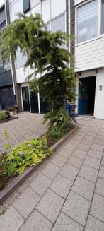Treurceder, lariks gratis, Tuin en Terras, Planten | Bomen, Ophalen, Volle zon, Overige soorten