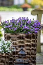 Campanula, klokjesbloem. Vaste plant., Tuin en Terras, Planten | Tuinplanten, Ophalen, Overige soorten, Halfschaduw