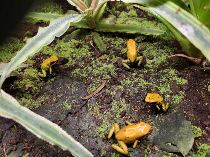 Phyllobates Bicolor gifkikkers