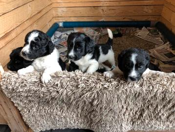 friese stabij pups beschikbaar voor biedingen