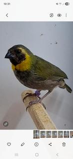 kleine cubavink, Dieren en Toebehoren, Meerdere dieren, Tropenvogel