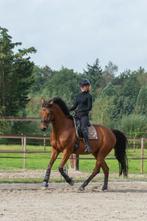 Knappe 12 jarige kwpn dressuurruin v. dreamcatcher, Dieren en Toebehoren, Paarden, Z, Gechipt, Ruin, Dressuurpaard