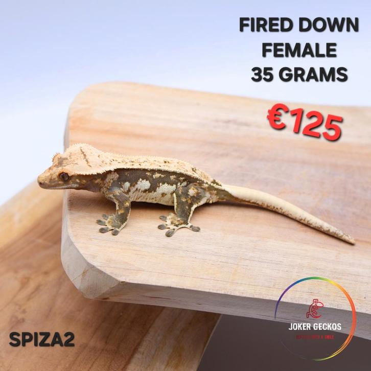 Wimpergekko Correlophus ciliatus JOKERGECKOS