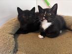Lieve kittens mogen het lest verlaten, Dieren en Toebehoren, Katten en Kittens | Overige Katten, Meerdere dieren, 0 tot 2 jaar