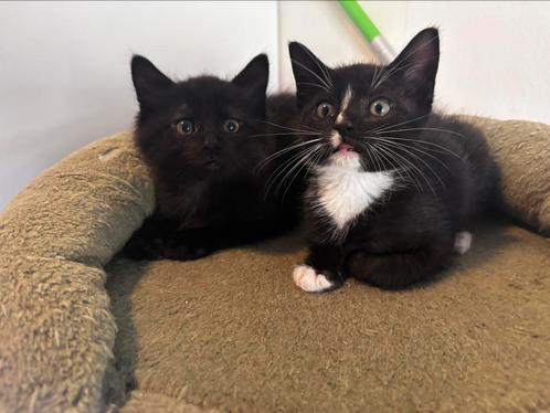 Lieve kittens mogen het lest verlaten, Dieren en Toebehoren, Katten en Kittens | Overige Katten, Meerdere dieren, 0 tot 2 jaar